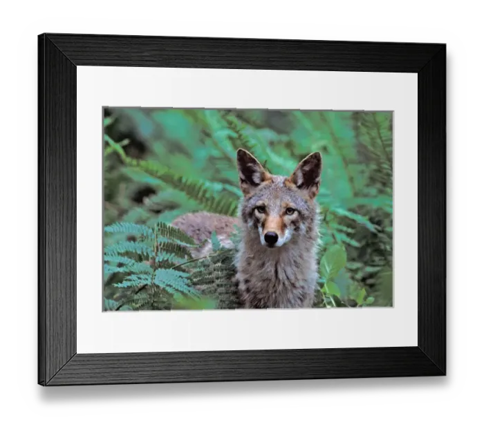 Framed Print : North America; USA; Washington Coyote In Ferns Framed Print : North America; USA; Washington Coyote In Ferns