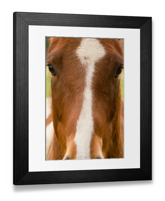 Framed Print : North America; USA; Washington, Horse Close-Up Framed Print : North America; USA; Washington, Horse Close-Up