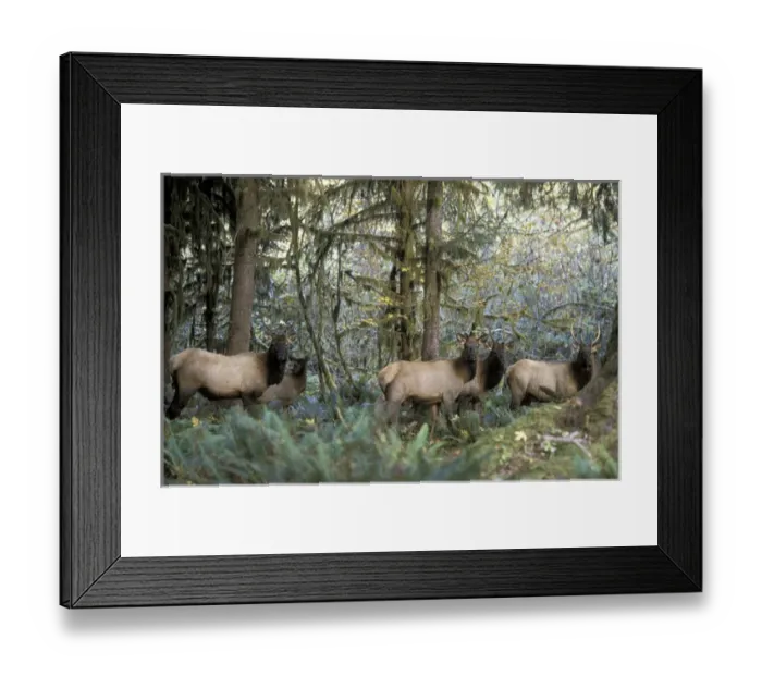Framed Print : NA, USA, Washington, Olympic NP, Hoh Rainforest Roosevelt elk (Cervus elaphus) Framed Print : NA, USA, Washington, Olympic NP, Hoh Rainforest Roosevelt elk (Cervus elaphus)