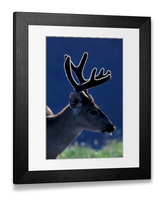 Framed Print : North America, USA, Washington, Olympic NP blacktail or mule deer Framed Print : North America, USA, Washington, Olympic NP blacktail or mule deer