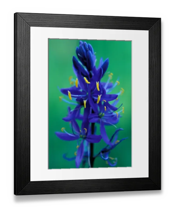 Framed Print : North America; USA; Wyoming; Yellowstone National Park Camas Close-Up Framed Print : North America; USA; Wyoming; Yellowstone National Park Camas Close-Up