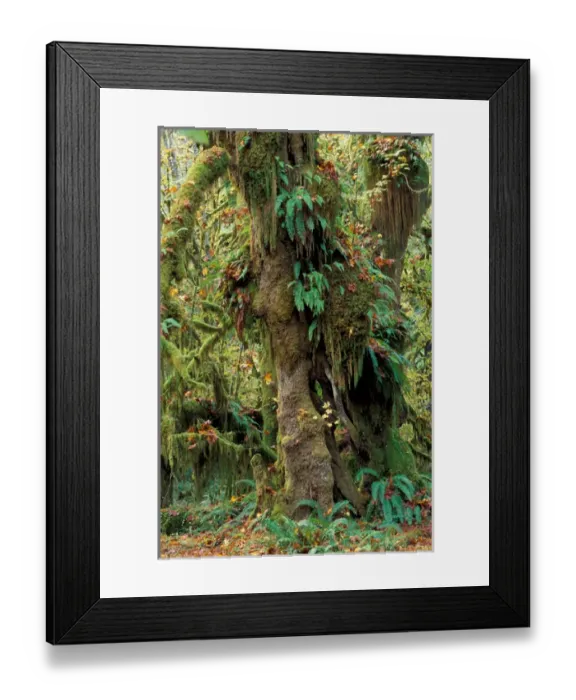 Framed Print : North America, USA, Washington, Olympic NP Hoh rainforest Framed Print : North America, USA, Washington, Olympic NP Hoh rainforest