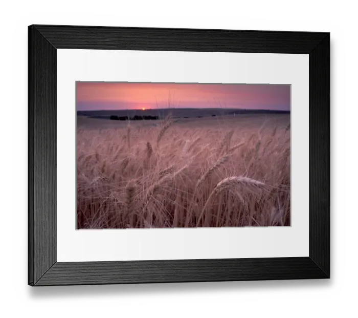 Framed Print : NA, USA, SE Washington, Walla Walla Valley, wheatfield Framed Print : NA, USA, SE Washington, Walla Walla Valley, wheatfield