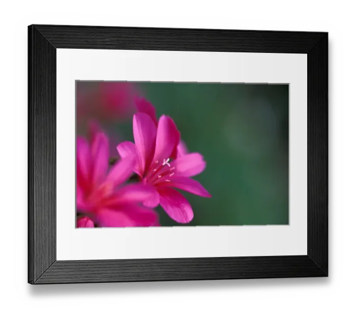 Framed Print : NA, USA, SE Washington garden, Lewisia Cotyledon Hybrid, bright pink flower Framed Print : NA, USA, SE Washington garden, Lewisia Cotyledon Hybrid, bright pink flower