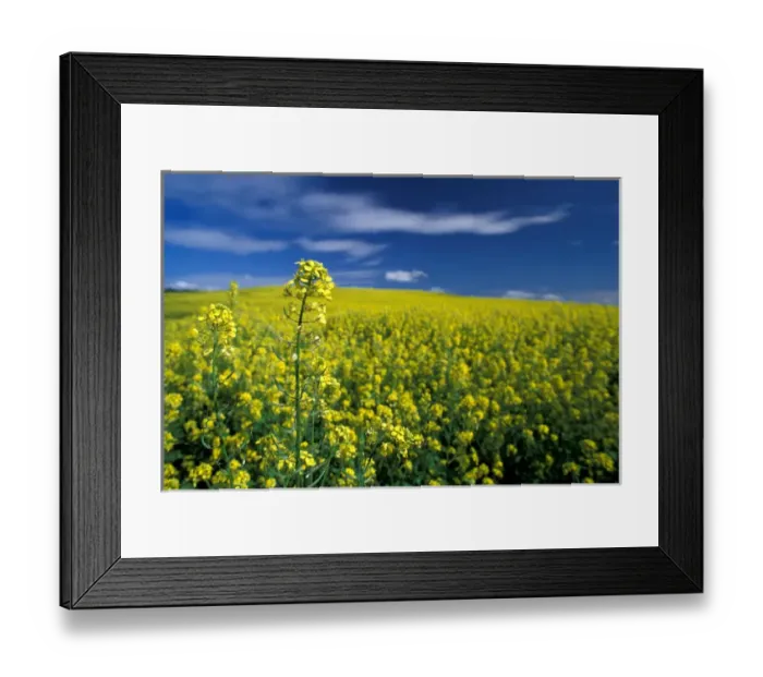 Framed Print : NA, USA, WA, Whitman County, Palouse region, mustard crop, NR Framed Print : NA, USA, WA, Whitman County, Palouse region, mustard crop, NR