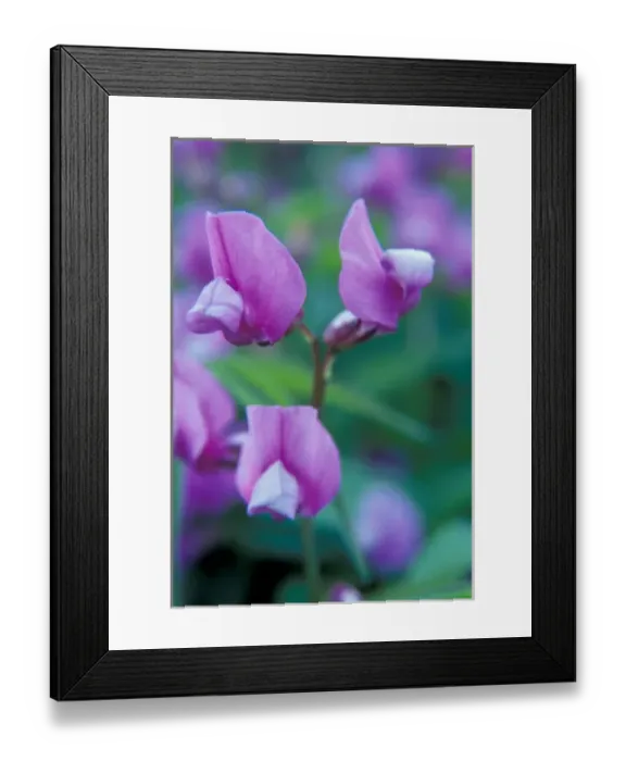 Framed Print : NA, USA, WA, Walla Walla County, SE Washington Garden, Sweet pea blossoms