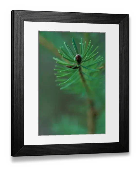 Framed Print : NA, USA, WA, young Douglas Fir detail