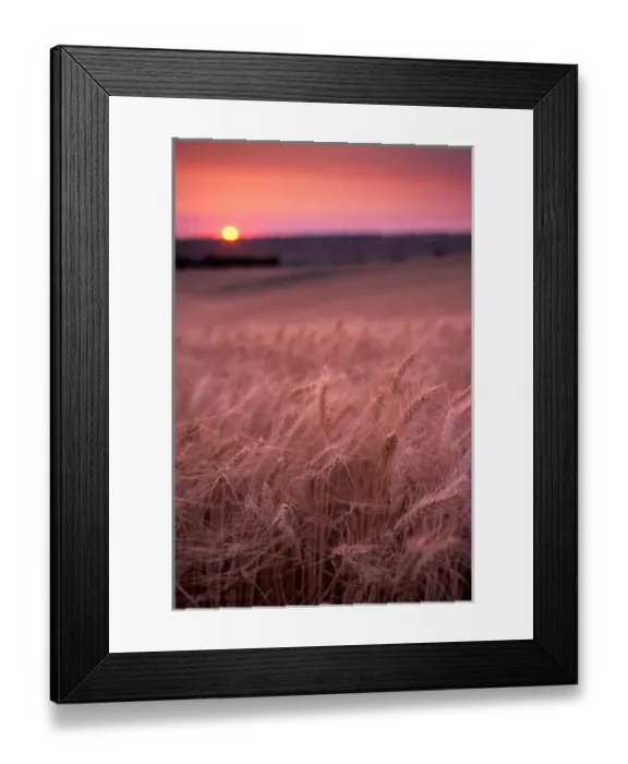 Framed Print : Wheat is about ready for harvest, Sunset, Walla Walla Valley, WA Framed Print : Wheat is about ready for harvest, Sunset, Walla Walla Valley, WA