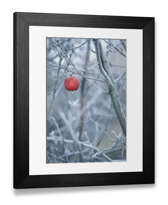 Framed Print : Washington State, Rural Framed Print : Washington State, Rural