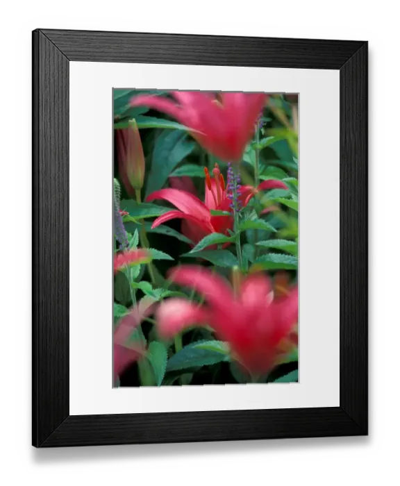 Framed Print : NA, USA, Washington, Walla Walla, Whitman College Campus, pink Day Lily Framed Print : NA, USA, Washington, Walla Walla, Whitman College Campus, pink Day Lily