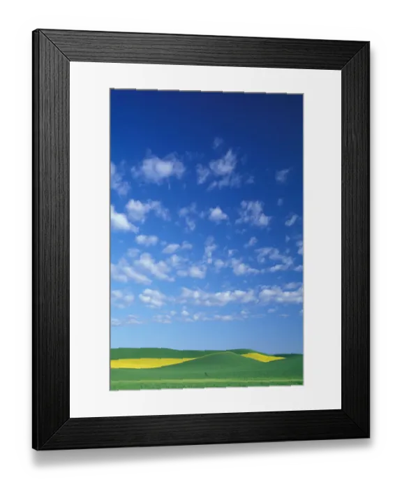 Framed Print : NA, USA, Washington, Whitman County, Palouse region, Canola strip in green wheatfield Framed Print : NA, USA, Washington, Whitman County, Palouse region, Canola strip in green wheatfield