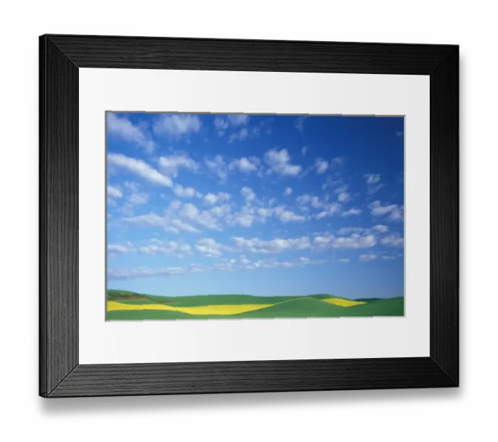 Framed Print : NA, USA, Washington, Whitman County, Palouse region, golden strip of Canola (rape Framed Print : NA, USA, Washington, Whitman County, Palouse region, golden strip of Canola (rape