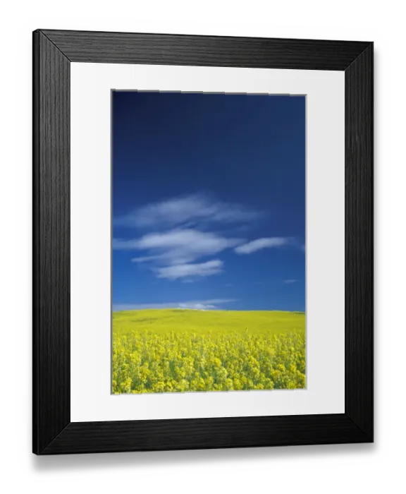 Framed Print : NA, USA, Washington, Whitman County, Palouse region, Mustard crop Framed Print : NA, USA, Washington, Whitman County, Palouse region, Mustard crop