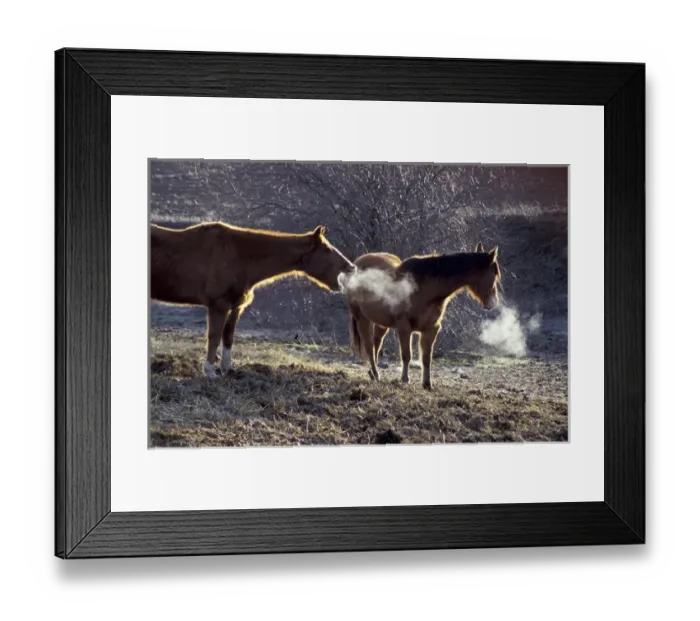 Framed Print : North America, USA, WA, Palouse region, Whitman County blacklit horses and condensing Framed Print : North America, USA, WA, Palouse region, Whitman County blacklit horses and condensing