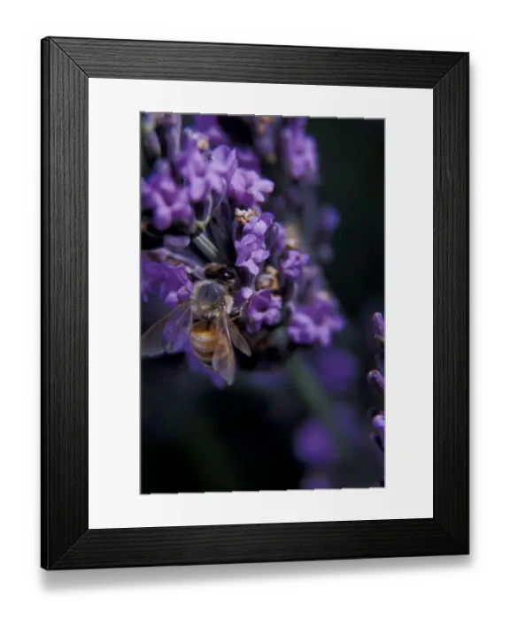 Framed Print : North America, USA, WA, Walla Walla County honey bee collects pollen in a lavender