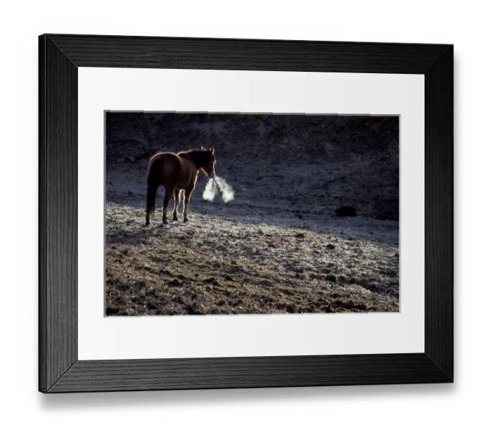 Framed Print : North America, USA, WA, Palouse region, Whitman County blacklit horses and condensing Framed Print : North America, USA, WA, Palouse region, Whitman County blacklit horses and condensing