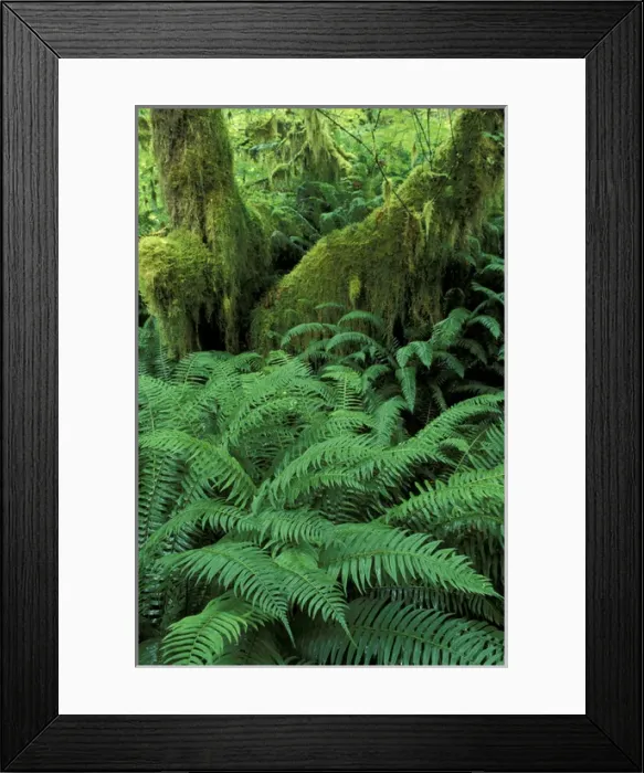Framed Print : USA, WA, Olympic NP, Hoh Rainforest Sword ferns and moss-covered trunk of bigleaf Framed Print : USA, WA, Olympic NP, Hoh Rainforest Sword ferns and moss-covered trunk of bigleaf