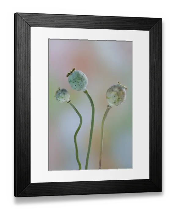 Framed Print : USA, Washington. Close-up of colorful poppy seed heads on stems. Credit as: Don Paulson Framed Print : USA, Washington. Close-up of colorful poppy seed heads on stems. Credit as: Don Paulson