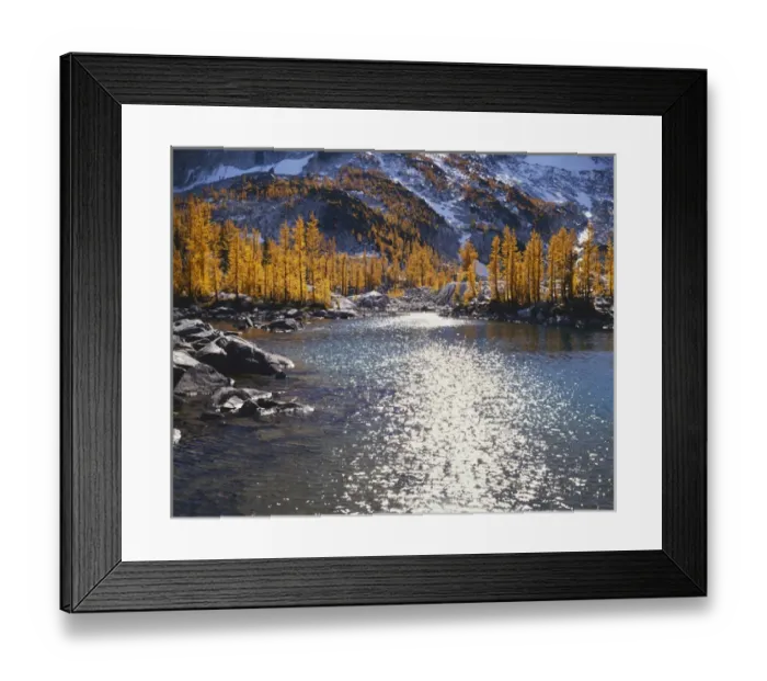 Framed Print : USA, Washington, Enchantment Basin, Alpine Lakes Wilderness, Larch trees in fall