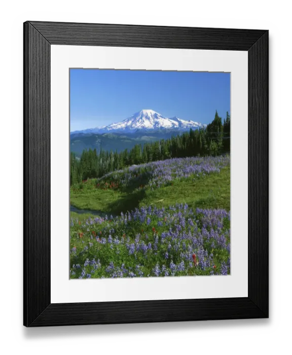 Framed Print : USA, Washington, Mt, Adams Wilderness, Meadows, Mt. Rainer in distance Framed Print : USA, Washington, Mt, Adams Wilderness, Meadows, Mt. Rainer in distance