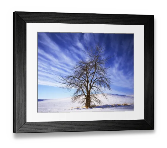 Framed Print : USA, Washington, Whitman County, Black Cottonwood Framed Print : USA, Washington, Whitman County, Black Cottonwood