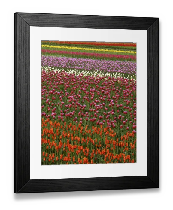 Framed Print : USA, Washington, Skagit River Valley, Tulip fields