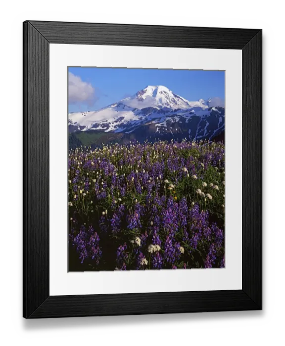 Framed Print : USA, Washington, Mt. Baker Snoqualmie National Forest, Meadows