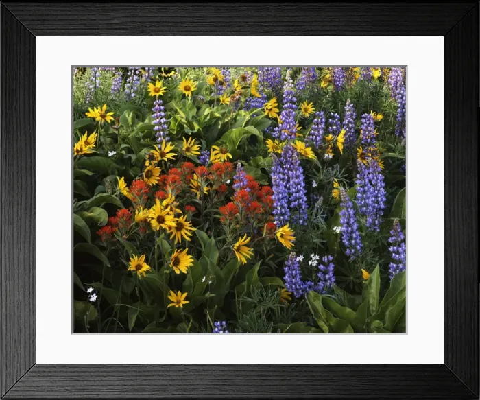 Framed Print : USA, Washington, Columbia Gorge, Balsam Root, Lupine, and Paintbrush