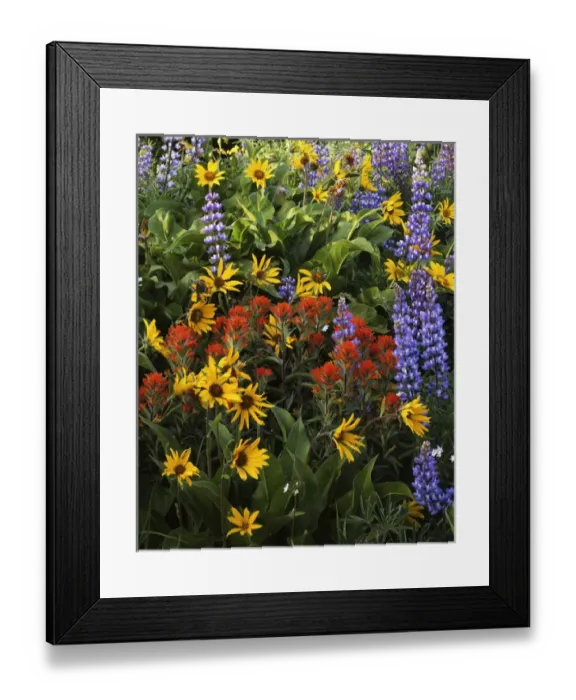 Framed Print : USA, Washington, Columbia Gorge, Balsam Root, Lupine, and Paintbrush Framed Print : USA, Washington, Columbia Gorge, Balsam Root, Lupine, and Paintbrush
