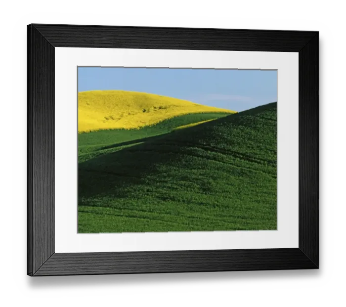Framed Print : USA, Washington, Whitman County, Canola and Wheat fields Framed Print : USA, Washington, Whitman County, Canola and Wheat fields