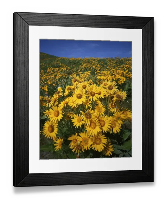 Framed Print : USA, Washington, Okanogan County, Arrowleaf Balsamroot