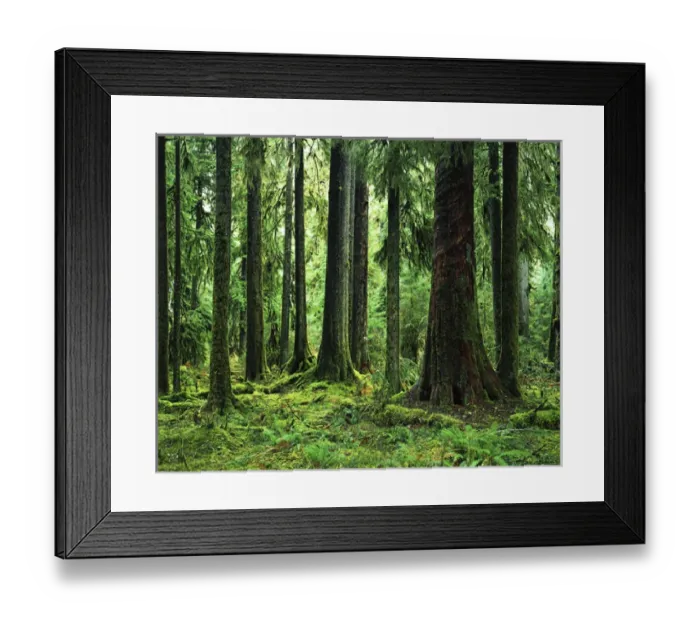 Framed Print : USA, Washington, Olympic National Forest, Hoh Rain Forest, Virgin Sitka Spruce Framed Print : USA, Washington, Olympic National Forest, Hoh Rain Forest, Virgin Sitka Spruce