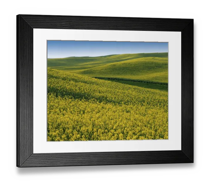 Framed Print : USA, Washington, Whitman County, Fields of Canola