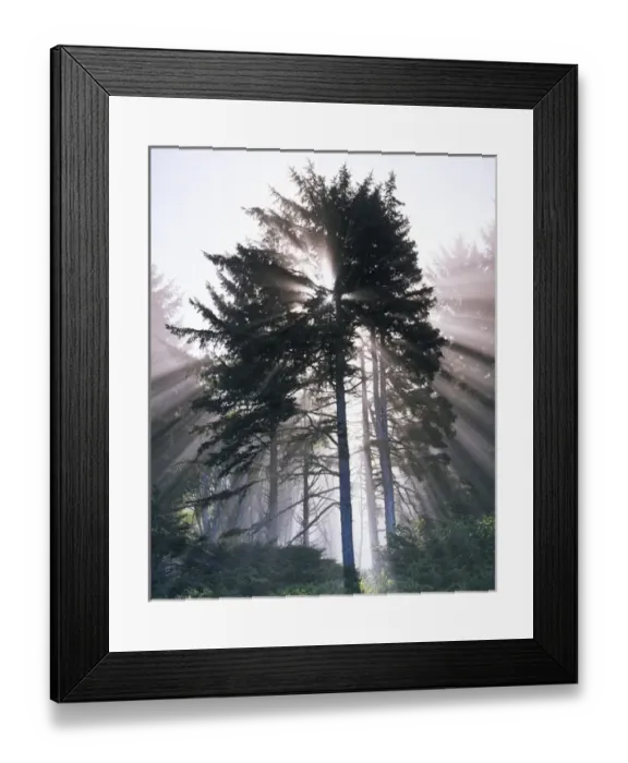 Framed Print : USA, Washington, Olympic National Park, Morning Fog, Sitka spruce Framed Print : USA, Washington, Olympic National Park, Morning Fog, Sitka spruce