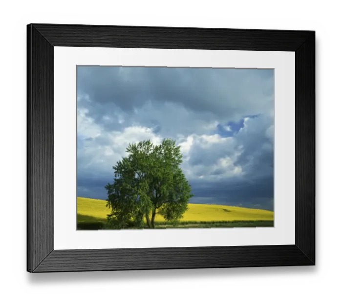 Framed Print : USA, Washington, Whitman County, Black Cottonwood and Canola Field Framed Print : USA, Washington, Whitman County, Black Cottonwood and Canola Field