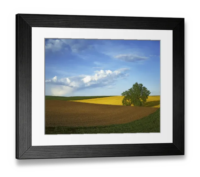 Framed Print : USA, Washington, Whitman County, Cottonwood and Palouse Fields