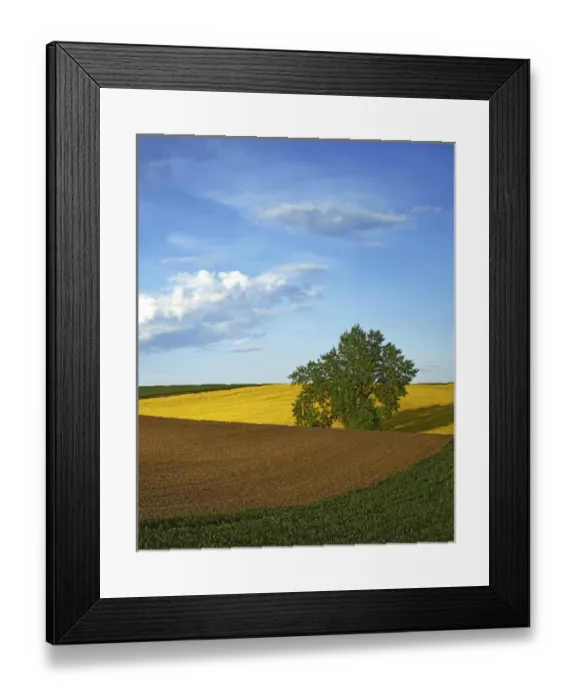 Framed Print : USA, Washington, Whitman County, Cottonwood and Palouse Fields