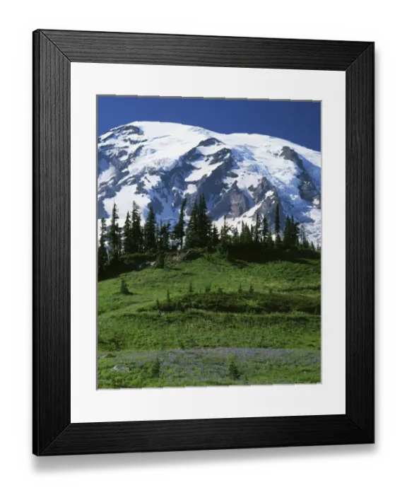 Framed Print : USA, Washington, Mt. Rainier National Park, Mt. Rainier from Paradise Meadows Framed Print : USA, Washington, Mt. Rainier National Park, Mt. Rainier from Paradise Meadows