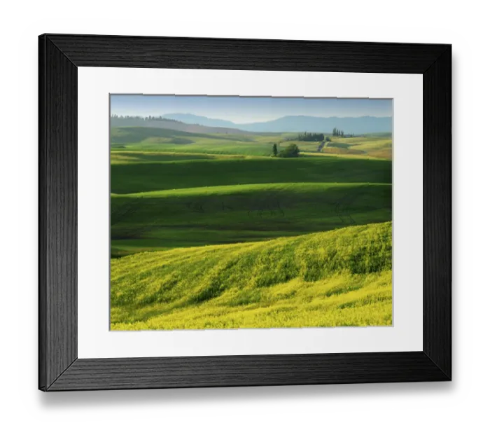 Framed Print : USA, Washington, Spokane County, Wheat and Canola Framed Print : USA, Washington, Spokane County, Wheat and Canola