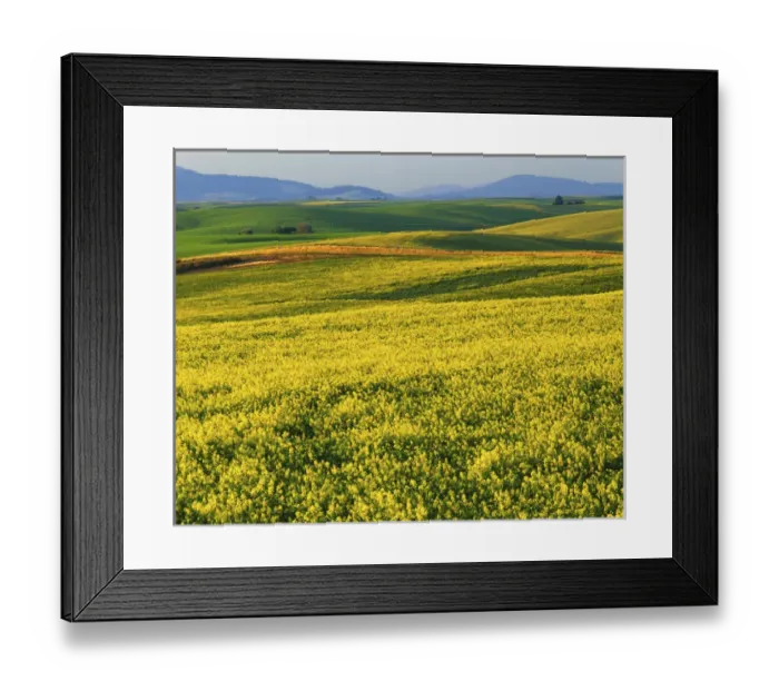 Framed Print : USA, Washington, Spokane County, Canola fields in bloom Framed Print : USA, Washington, Spokane County, Canola fields in bloom