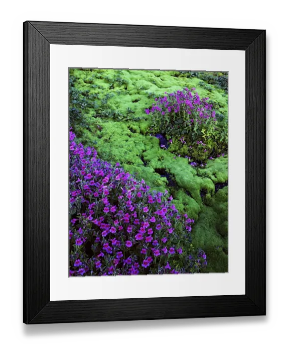 Framed Print : USA, Washington, Mt. Rainier National Parks, Lewis Monkeyflower Framed Print : USA, Washington, Mt. Rainier National Parks, Lewis Monkeyflower