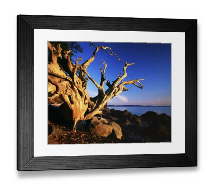 Framed Print : USA, Washington, Orcas Island, Driftwood at sunrise Framed Print : USA, Washington, Orcas Island, Driftwood at sunrise