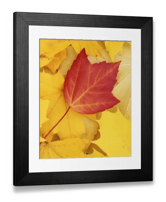 Framed Print : USA, Washington, Finch Arboretum, Red and Sugar Maple leaves Framed Print : USA, Washington, Finch Arboretum, Red and Sugar Maple leaves