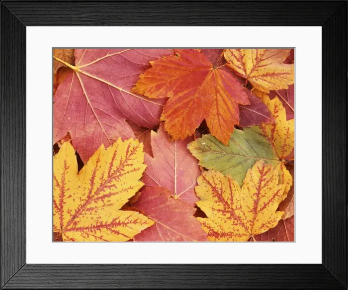 Framed Print : USA, Washington, Finch Arboretum, Maple leaves Framed Print : USA, Washington, Finch Arboretum, Maple leaves