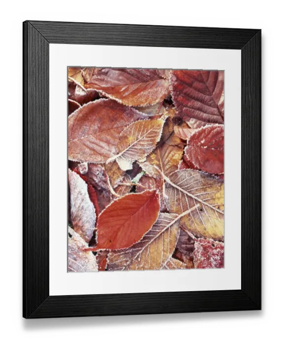 Framed Print : USA, Washington, Spokane County, Cherry leaves with frost Framed Print : USA, Washington, Spokane County, Cherry leaves with frost