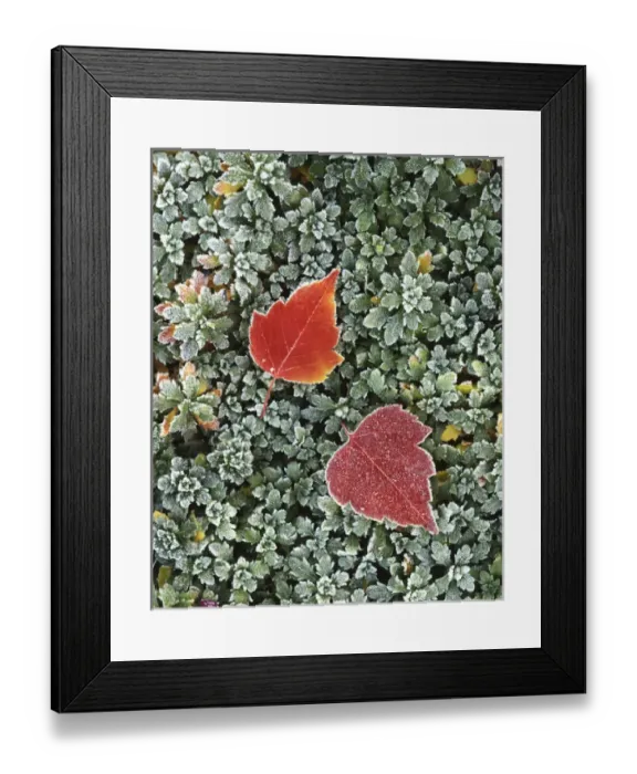 Framed Print : USA, Washington, Spokane County, Frosted Hawthorn leaves Framed Print : USA, Washington, Spokane County, Frosted Hawthorn leaves
