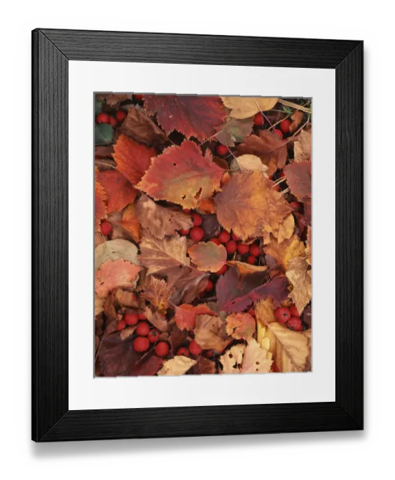 Framed Print : USA, Washington, Spokane County Hawthorn leaves and berries Framed Print : USA, Washington, Spokane County Hawthorn leaves and berries