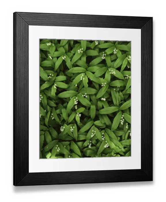 Framed Print : USA, Washington, Snoqualmie National Forest, Mt. Baker, Star-flower Solomons seal Framed Print : USA, Washington, Snoqualmie National Forest, Mt. Baker, Star-flower Solomons seal