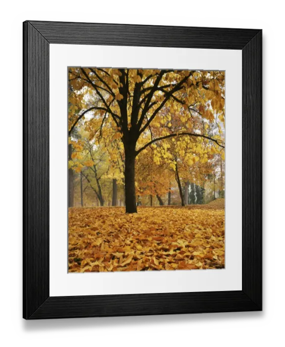 Framed Print : USA, Washington, Spokane, Manito Park, Autumn