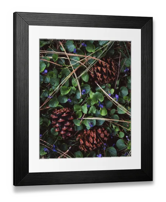 Framed Print : USA, Washington, Ponderosa Pine cones and Blue Violets Framed Print : USA, Washington, Ponderosa Pine cones and Blue Violets